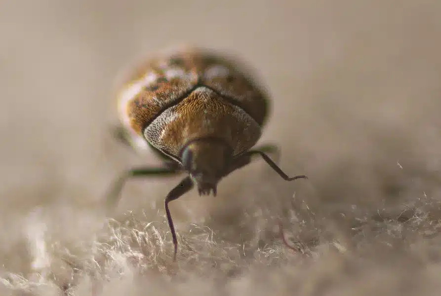 Featured image for “Understanding the Signs of Carpet Beetles: Tips & Prevention”