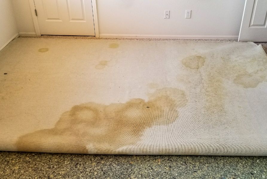 Featured image for “Don’t Let Grease Ruin Your Carpet: How to Get Grease Stains Out of Carpet”